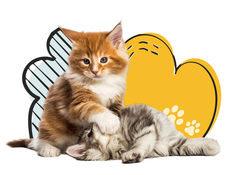 gatitos-maine-coon-8-semanas-edad-jugar-peleando-juntos-delante-fondo-blanco 11