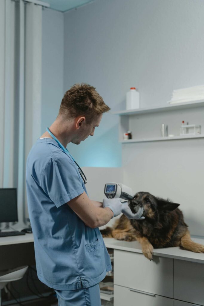 veterinario