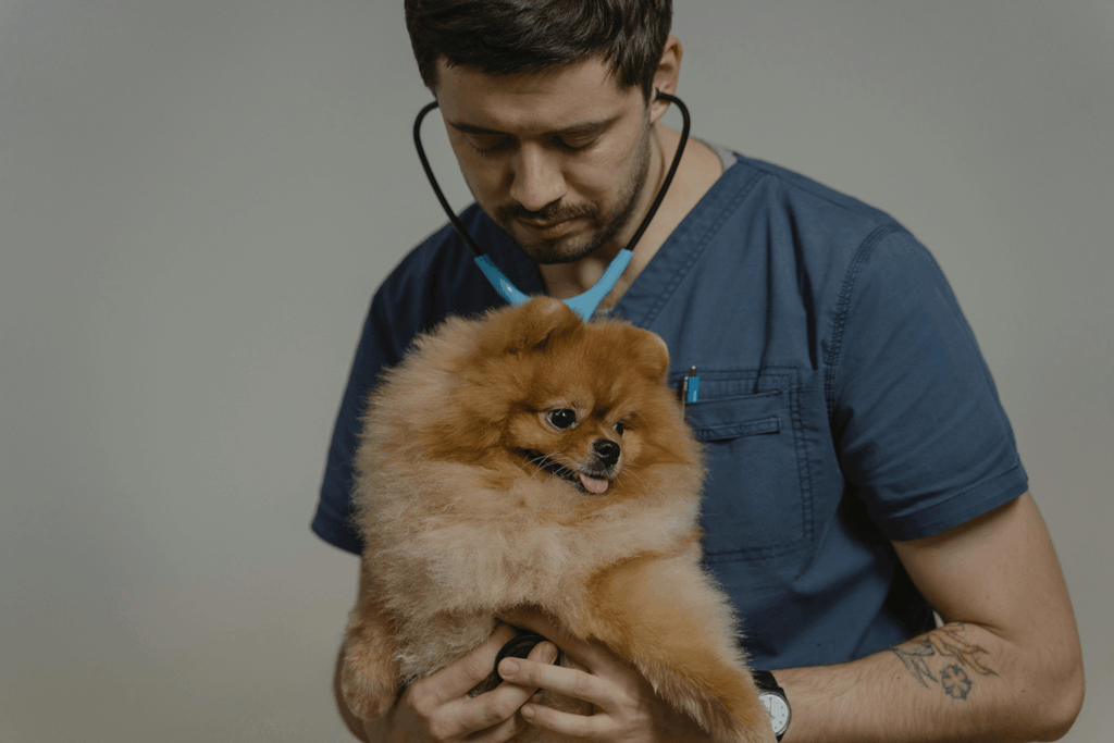 perro veterinario